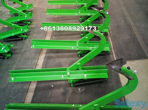 Лапа стрельчатая, фотография 2