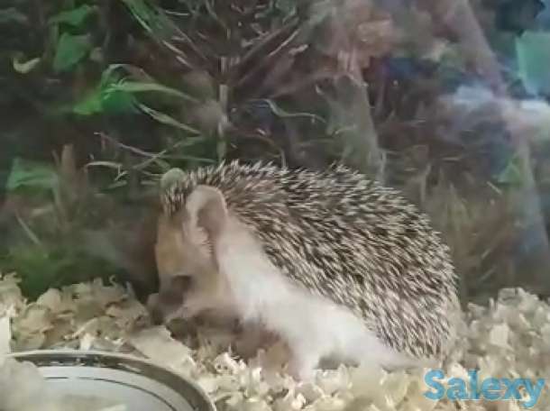 Ежик, фотография 1