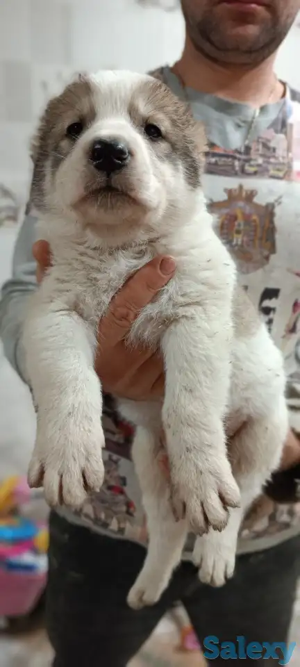 Продаются щенки среднеазиатский Олабай, фотография 1