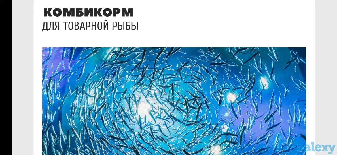 Комбикорма для лошади, коровы, баранов, бройлер, кролики и рыбы (Казахстан), фотография 12