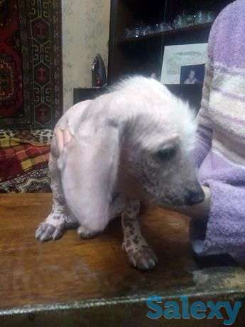 Животные, фотография 1