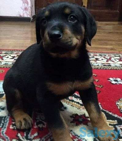 Чистокровная девочка. Ротвейлер., фотография 1