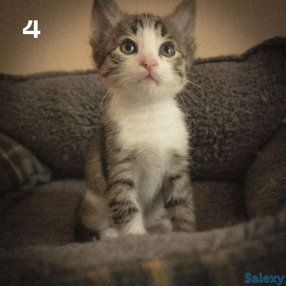 Котятки ищут дом!!, фотография 6