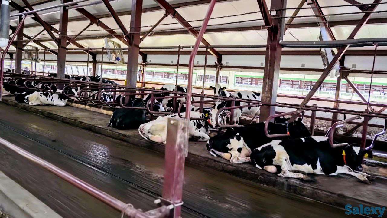 Продажа КРС оптом живым весом по РФ и СНГ, фотография 5