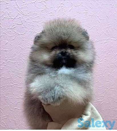 Мини мишка 2,5 мес, фотография 1