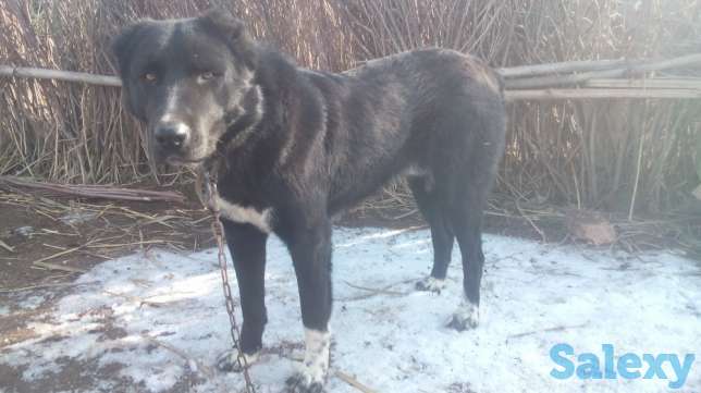 Сатилади Бир жасар, фотография 1