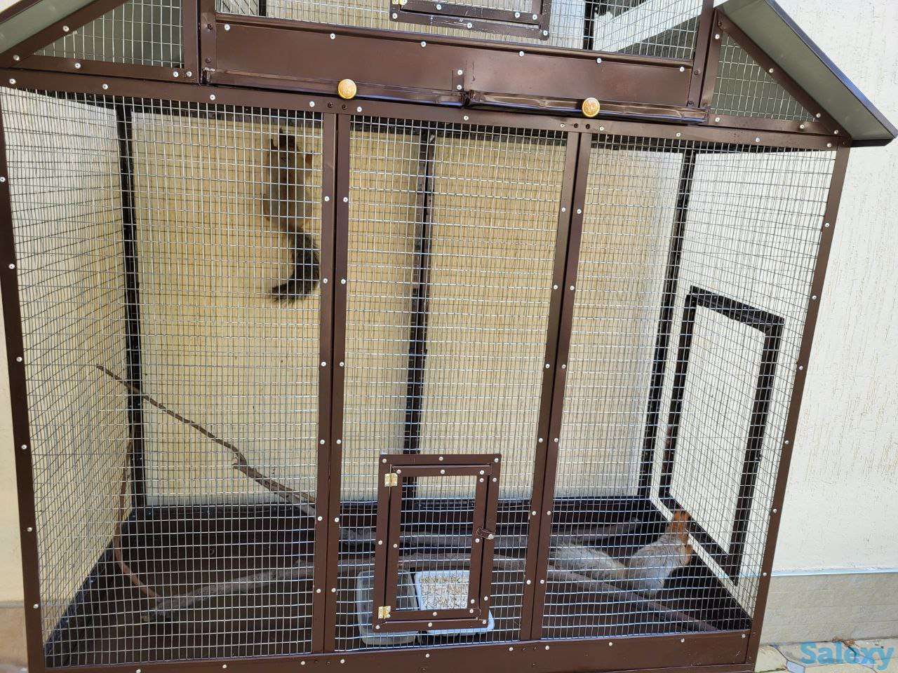 Белочки красивые, парочка, фотография 2