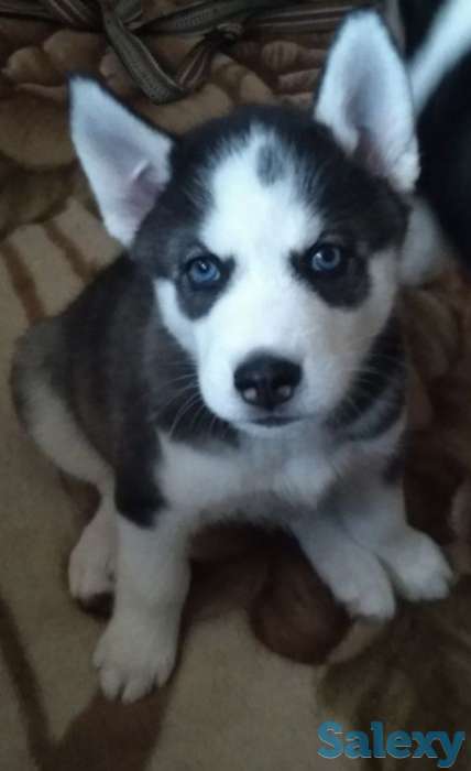Щенки Сибирской Хаски, фотография 2