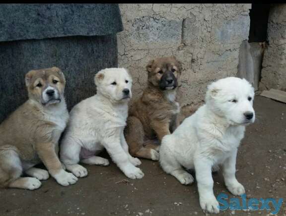 Продаются чистокровные алабаи!, фотография 2