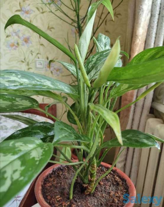 Комнатные растения на любой вкус!, фотография 4