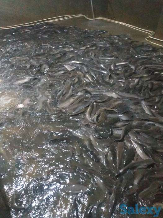 Продаётся рыбное хозяйство, готовый бизнес., фотография 4