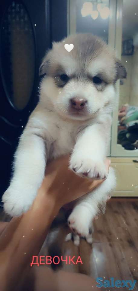 Продаются щенки Аляскинского маламута, фотография 7