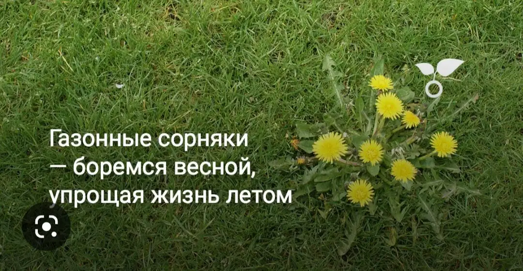 Комплексный уход за газоном и Хвойными, фотография 6