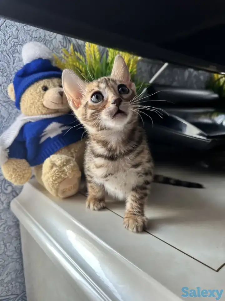 Бенгальский котенок, фотография 6