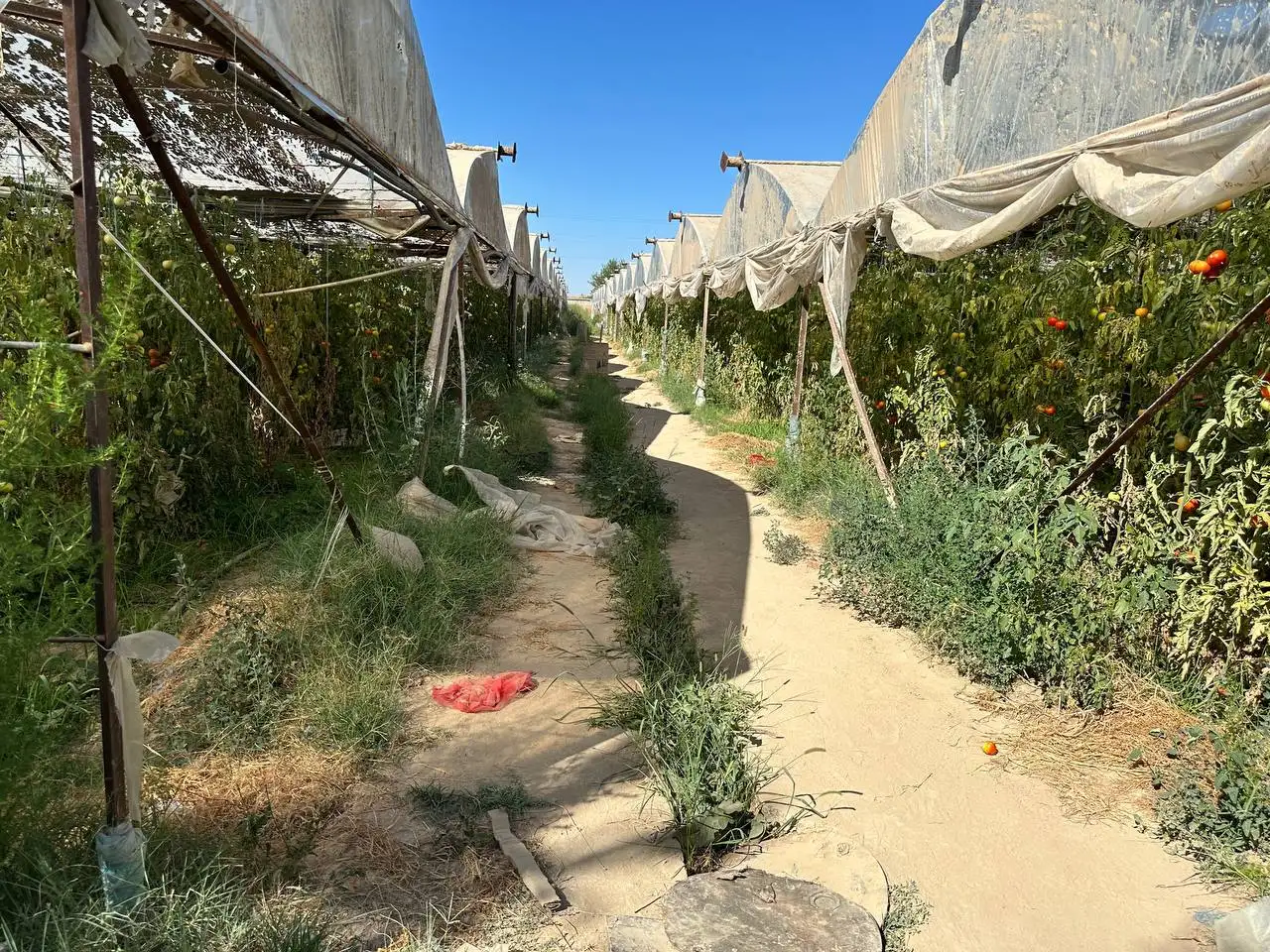 Продажа земли сельскохозяйственного назначения, Toshkent viloyati, Yangiyo'l tumani, Qora tepa MFY, Guliston ko'chasi, 56-uy., фотография 3