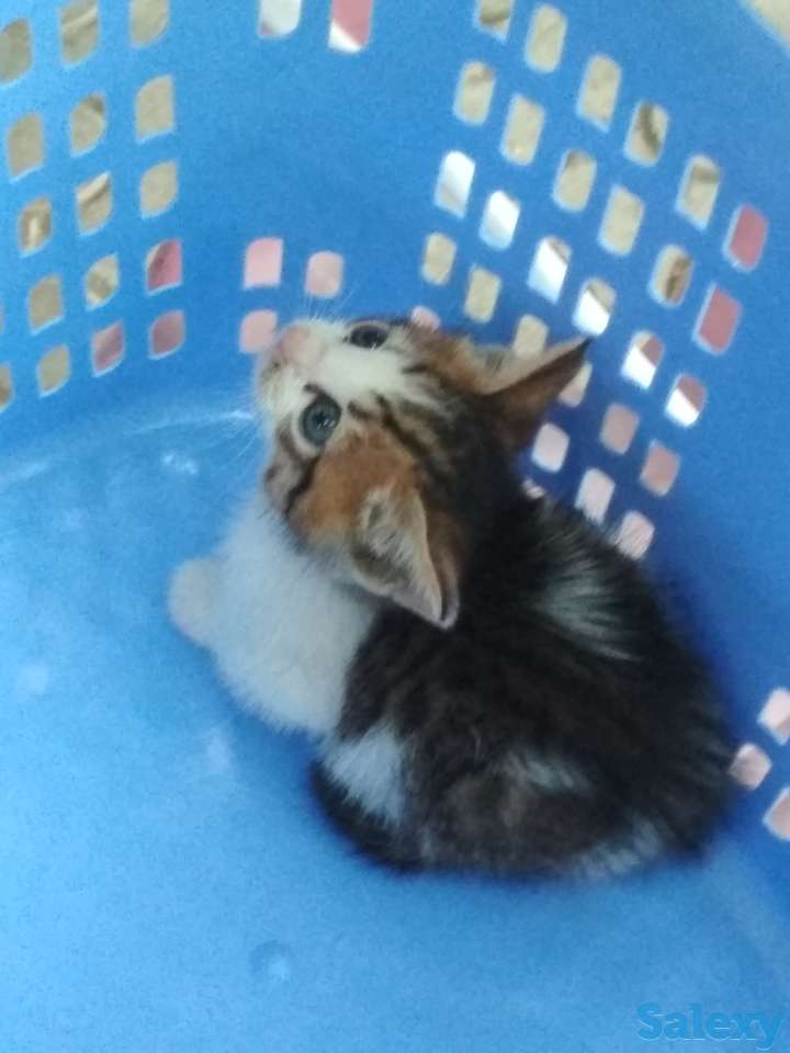 Отдам котенка в хорошие руки, фотография 3