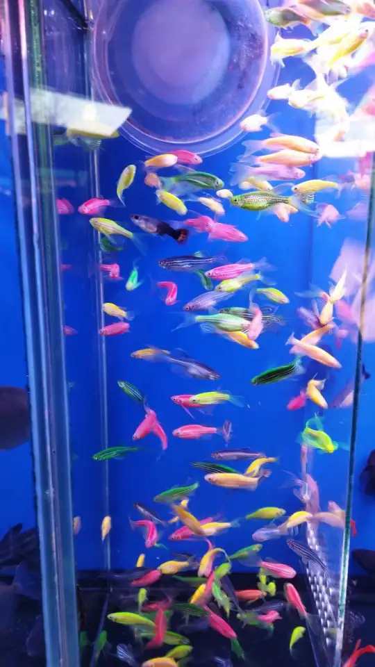 Аквариумные рыбки, фотография 2