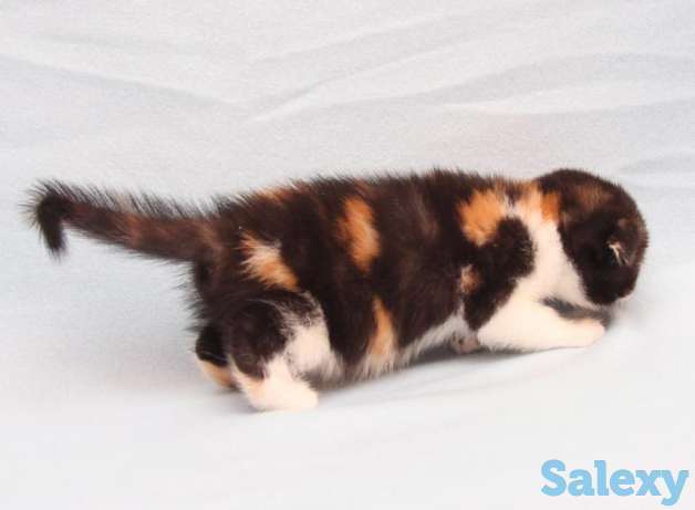 Шотландские вислоухие котята, фотография 3