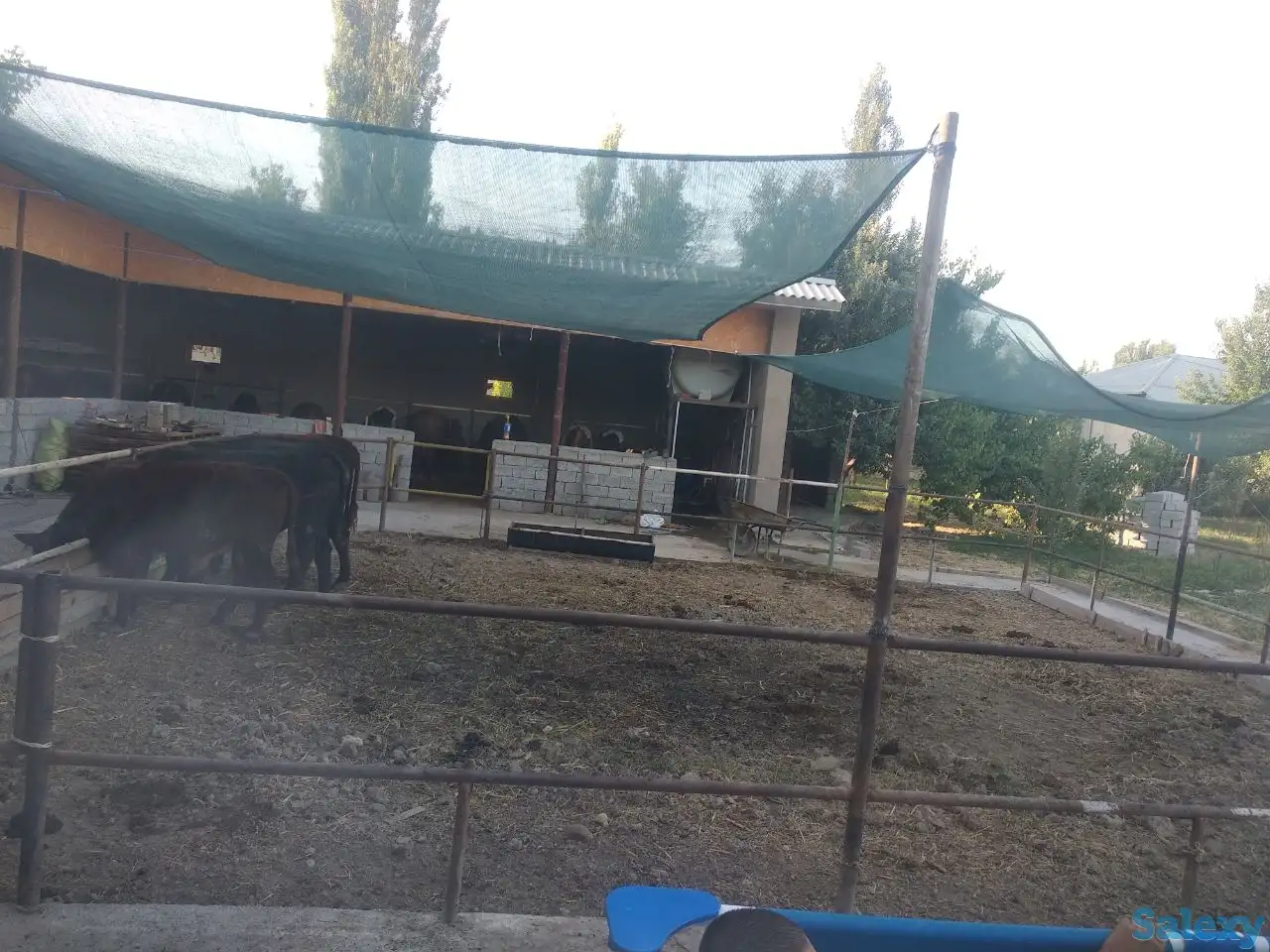 Продажа Ферма Дача, ТашОбл Юкори Чирчик Янги Бозор дахаси, фотография 4