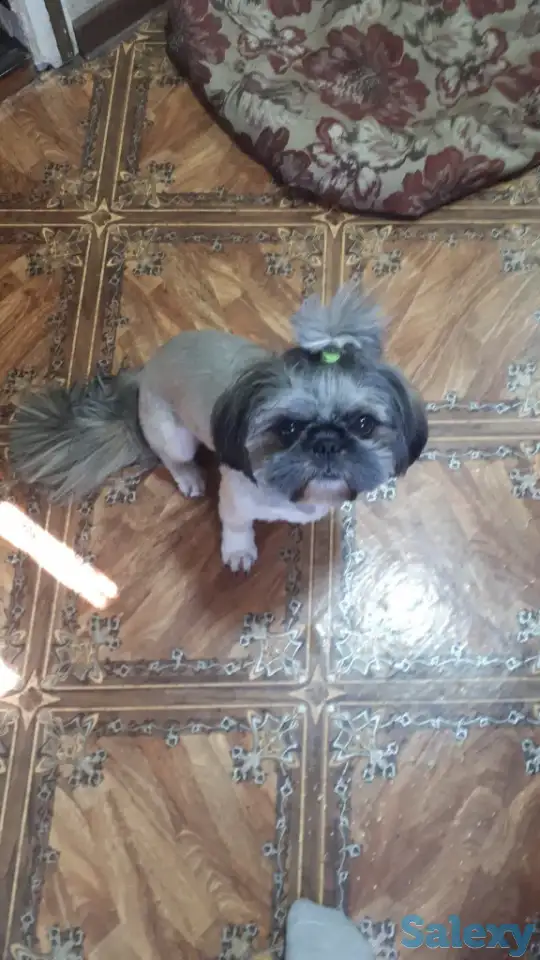 Собака по породе ши-тцу ищет себе подружку для вязки полтора года не развязан, фотография 2