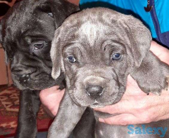 Продаются щенки кани-карсо, фотография 1