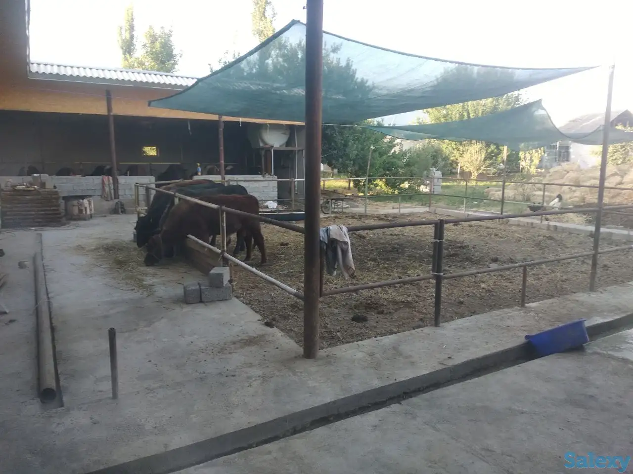 Продажа Ферма Дача, ТашОбл Юкори Чирчик Янги Бозор дахаси, фотография 8