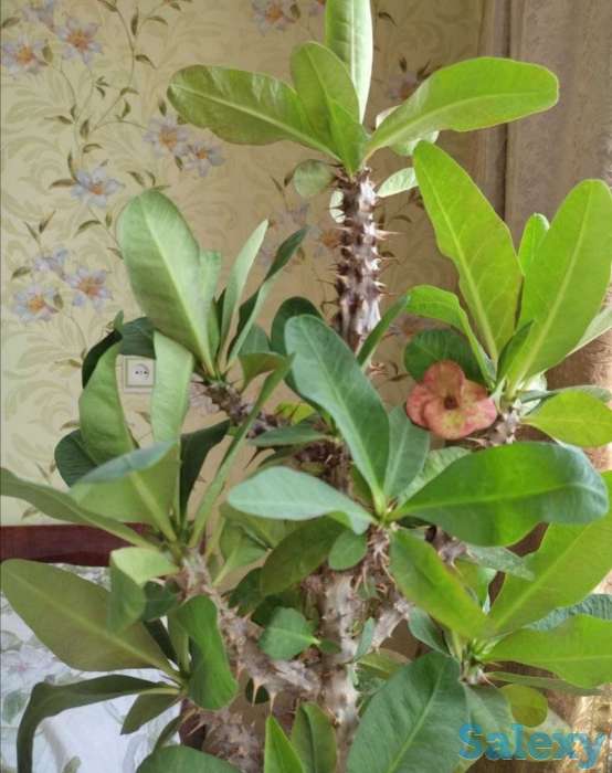 Комнатные растения на любой вкус!, фотография 12