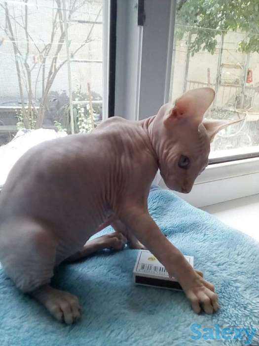 Элитные котята Канадского сфинкса, фотография 6