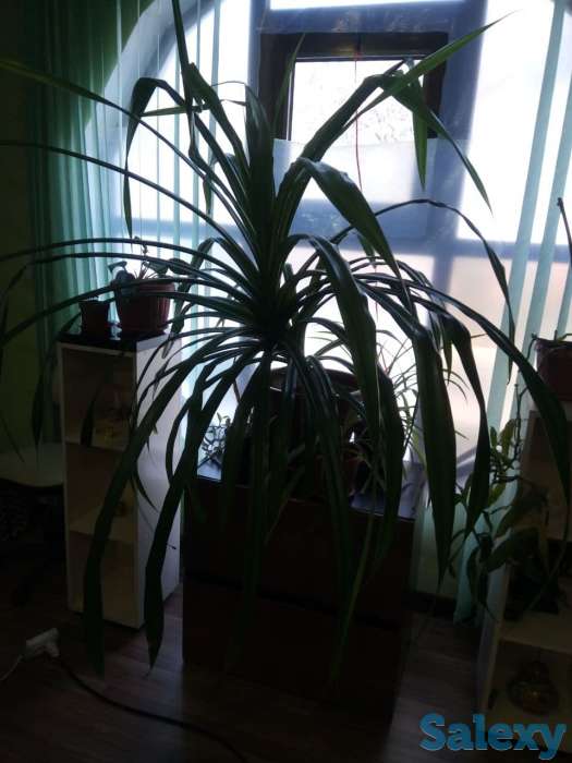 Продам цветок, фотография 3