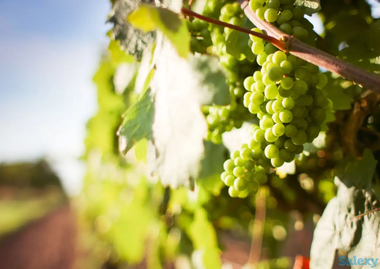 LAKEMOND узум кўчатлари, фотография 1