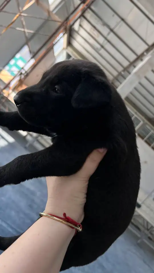 Продаются щенки, фотография 2