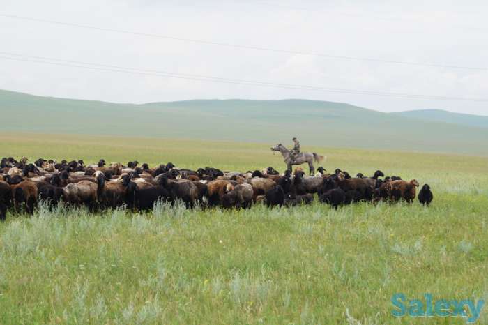 бараны курдючные, молодняк на откорм, фотография 3