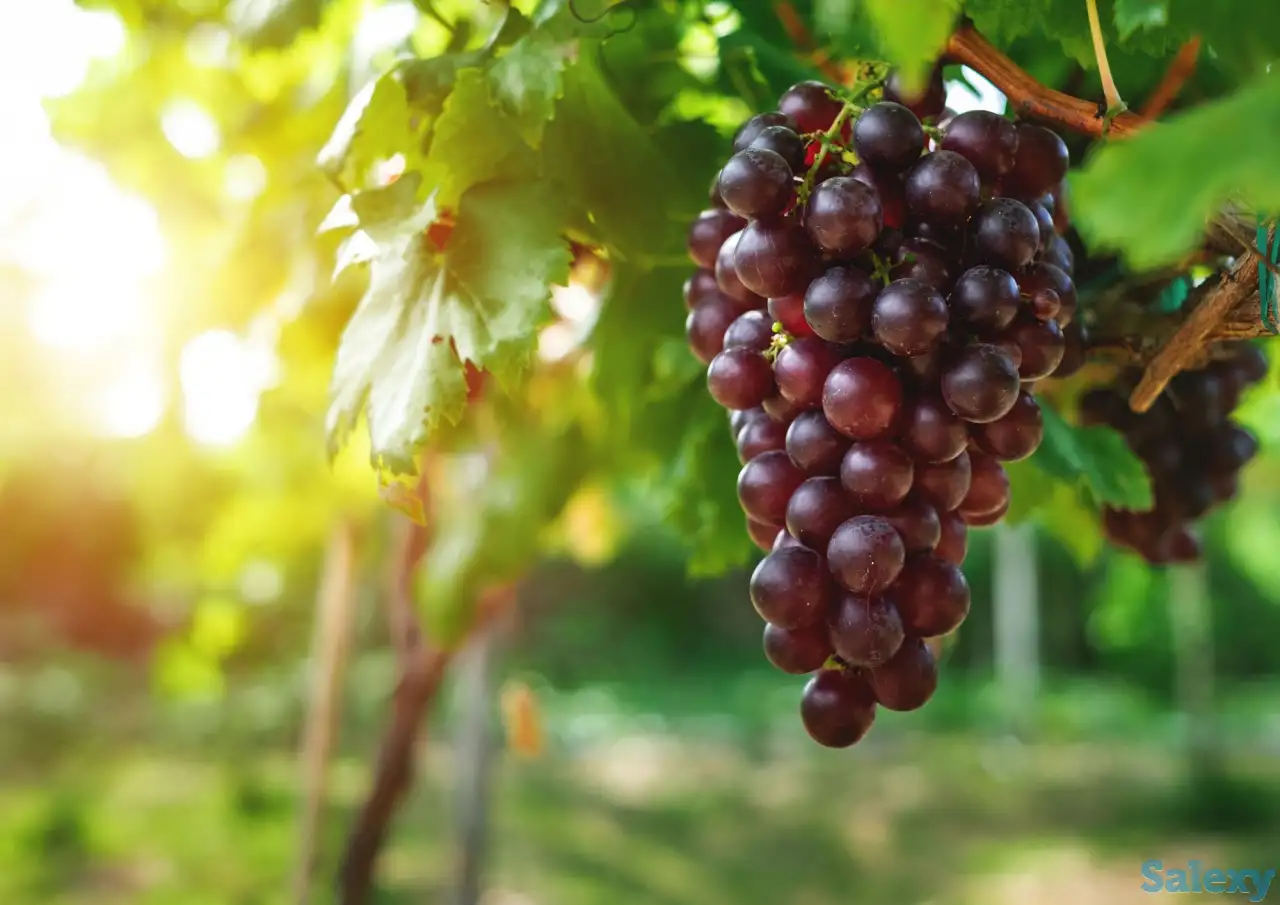 REJNAY RIESLING узум кўчатлари, фотография 1