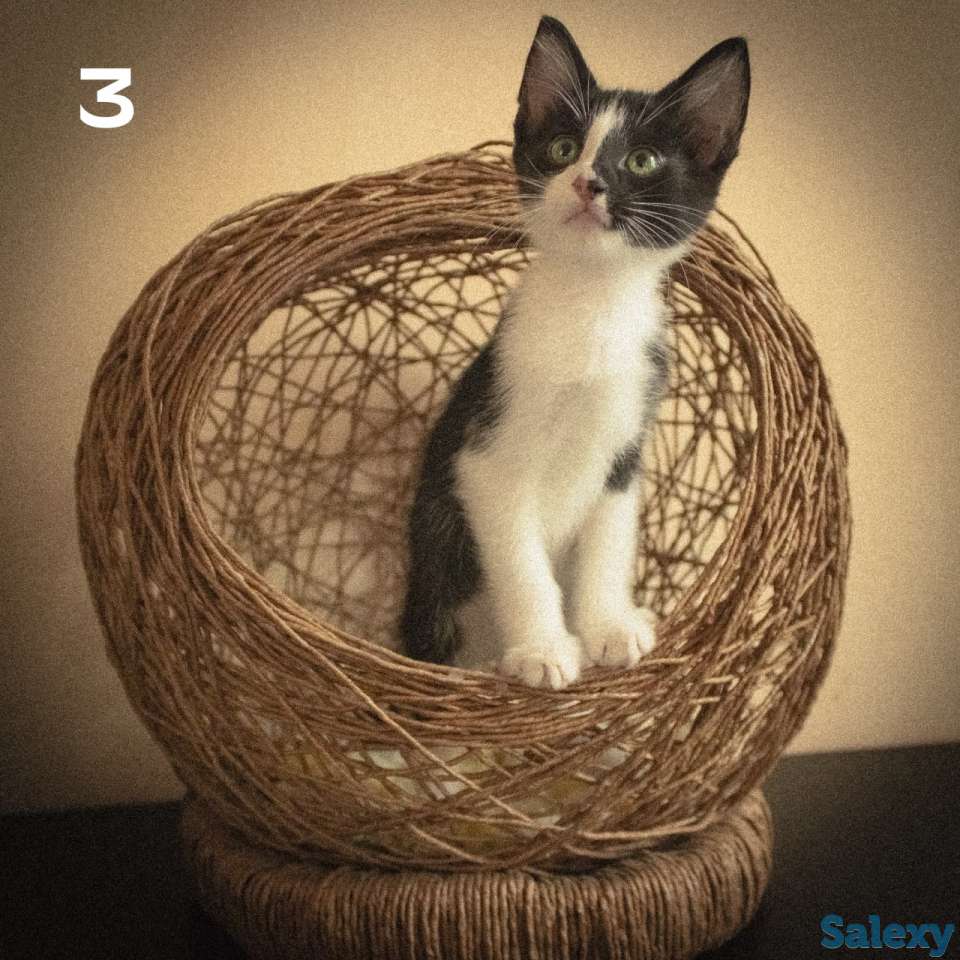 Котятки ищут дом!!, фотография 2