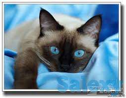 Элитные  сиамские котята, фотография 4