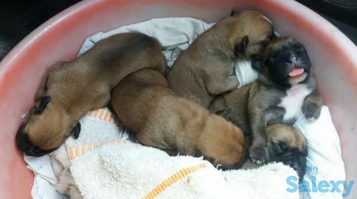 Готовиться к продаже боксеры 5 мальчиков, фотография 1