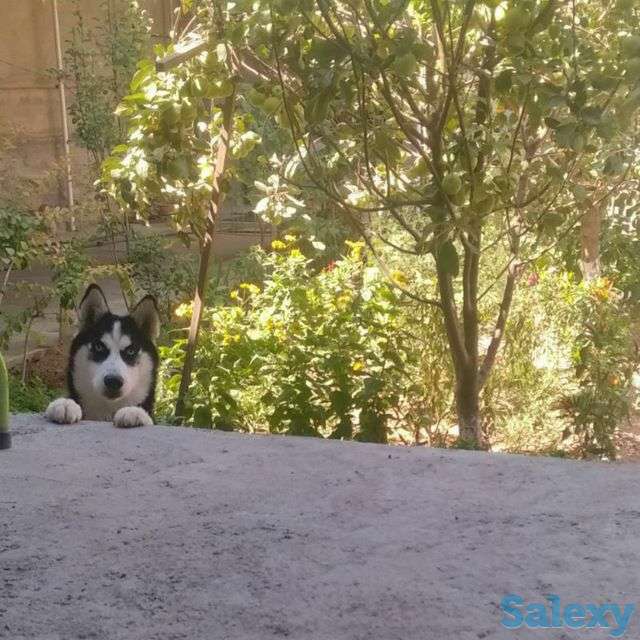 Сибирский хаски родословная здоровая девочка 2 года паспорт прививка, фотография 5