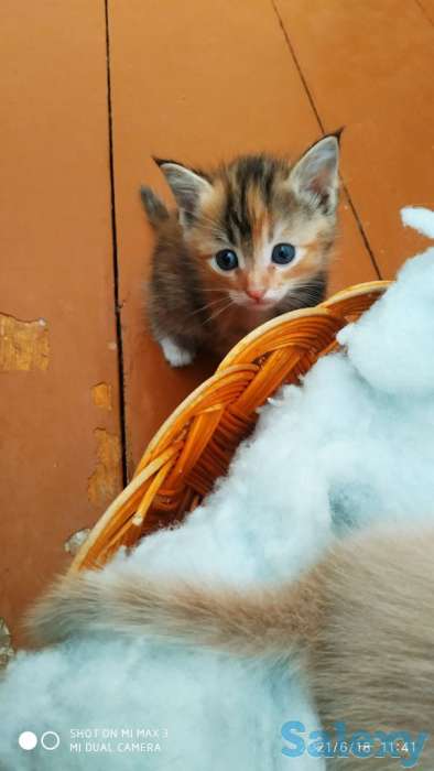 Вислоухие котята, фотография 3