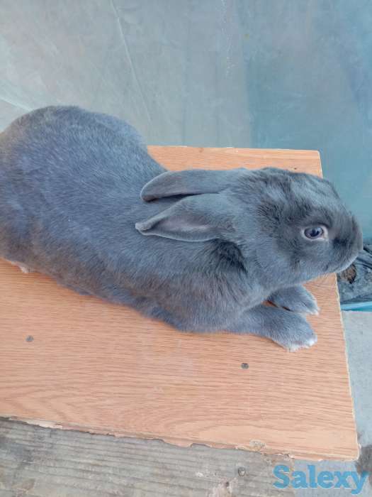 Продаем комбикорм, кроликов и мясо кролика, фотография 7