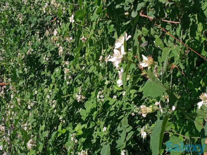 Саженцы Ежевики без колючек -  тиконсиз Ежевика кўчатлари, фотография 2