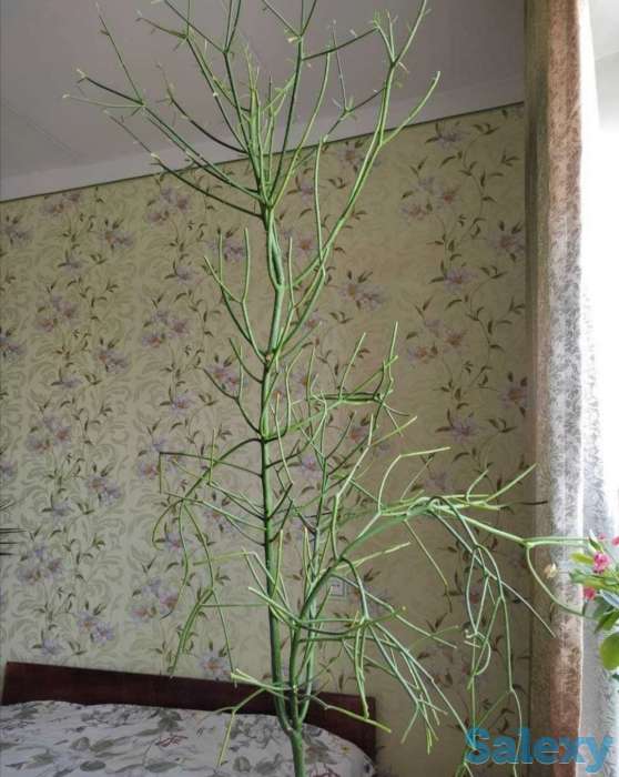 Комнатные растения на любой вкус!, фотография 1