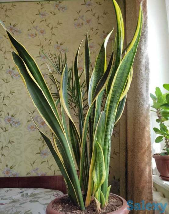 Комнатные растения на любой вкус!, фотография 9