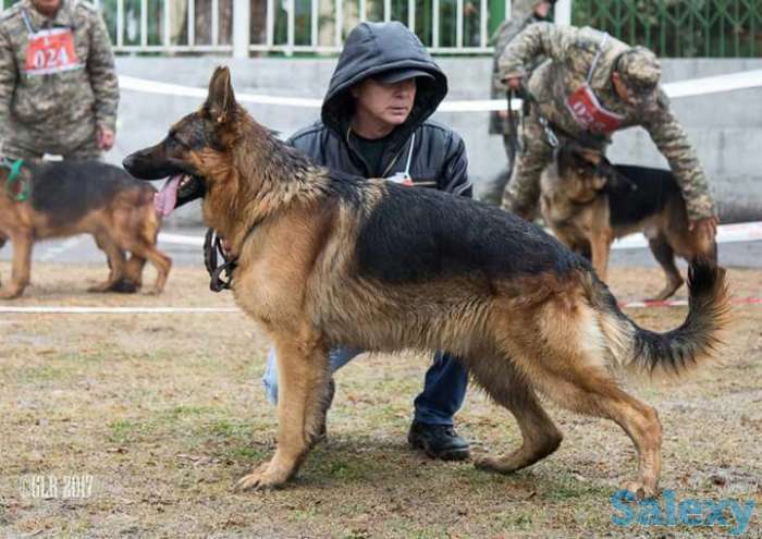 Продаю щенков немецкой овчарки, фотография 1
