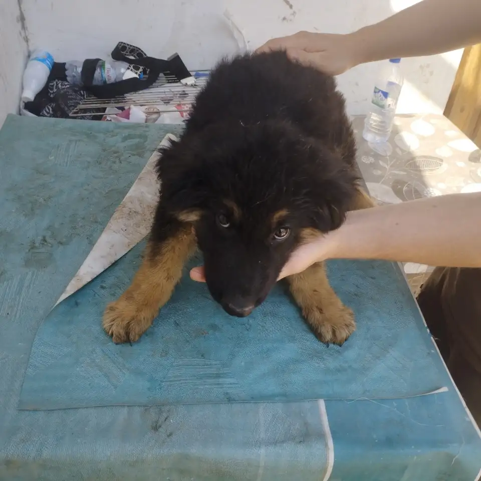 Щенки немецкой овчарки, фотография 4