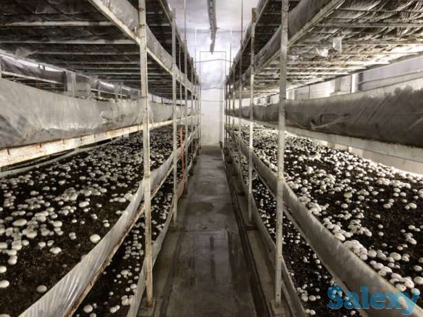 готовим на заказ компост и мицелий, фотография 2