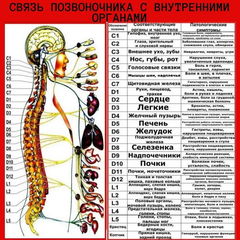 Лечебно- медицинский массаж, фотография 2