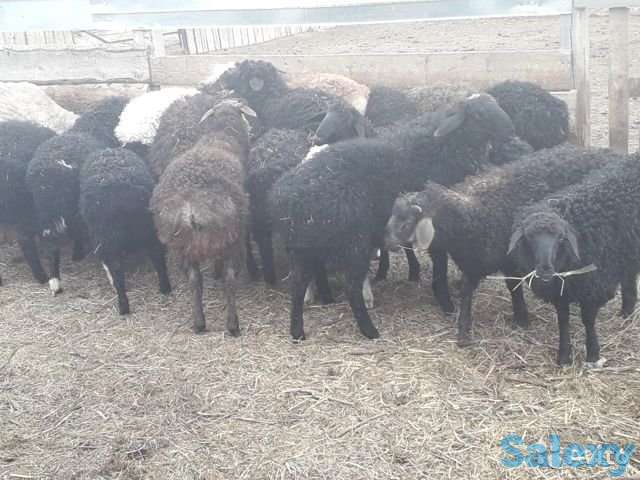 бараны курдючные, молодняк на откорм, фотография 2
