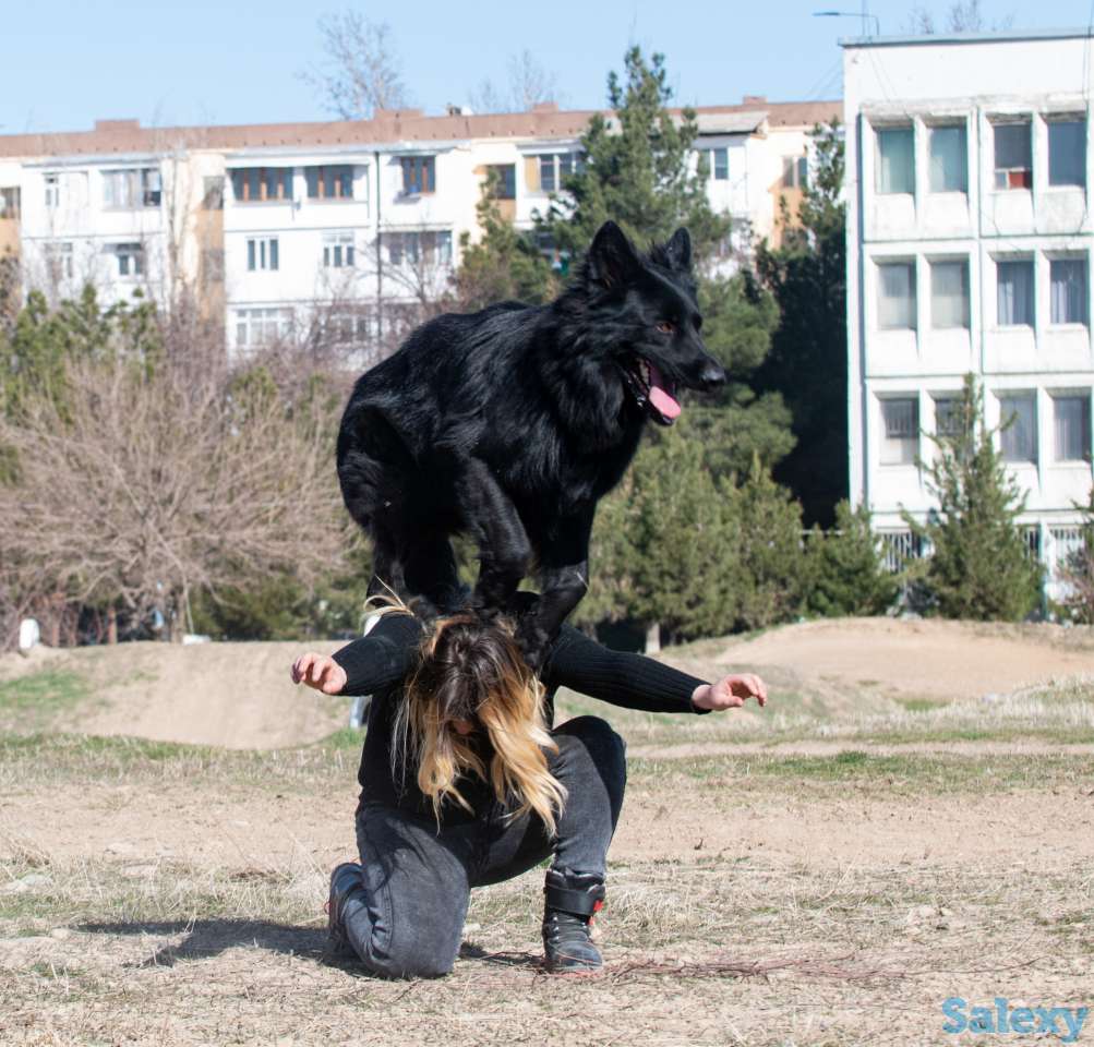 Продается шикарный кобель немецкой овчарки!, фотография 5