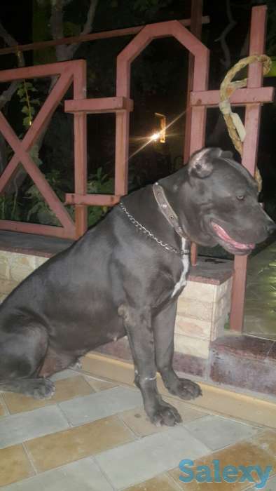 Кане Корсо, фотография 3