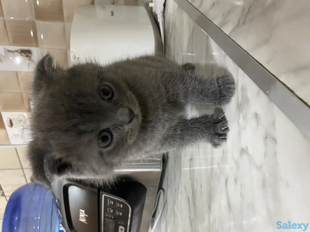 Продаётся Скоттиш-фолд котёнок, фотография 1